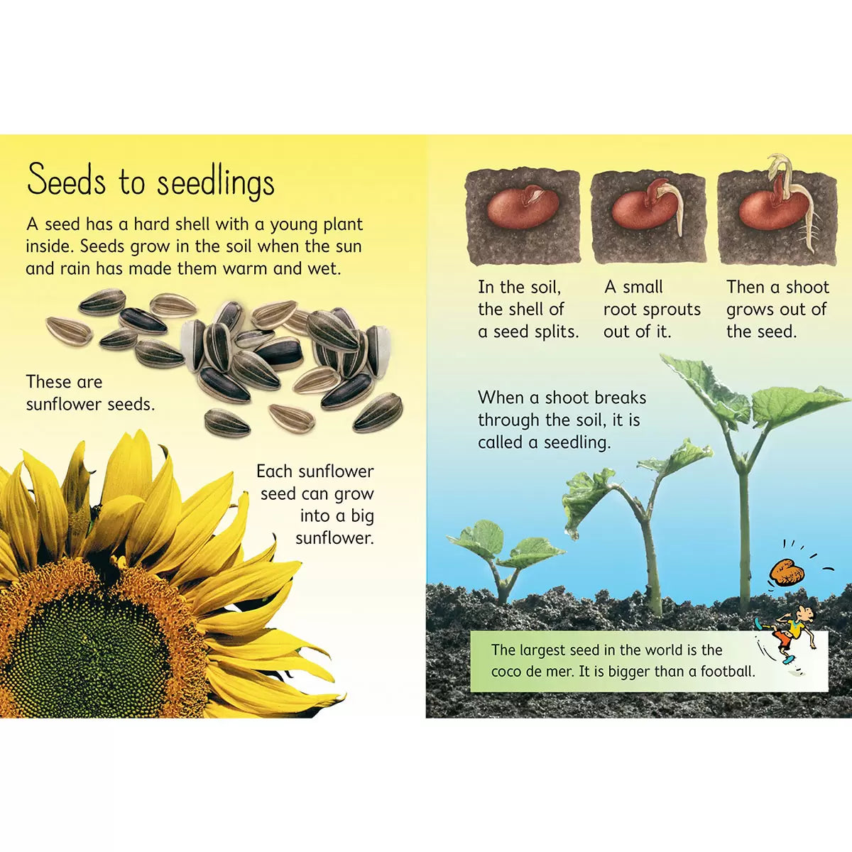 Usborne Beginners Boxset in 3 Options: Animals, Nature, or Science