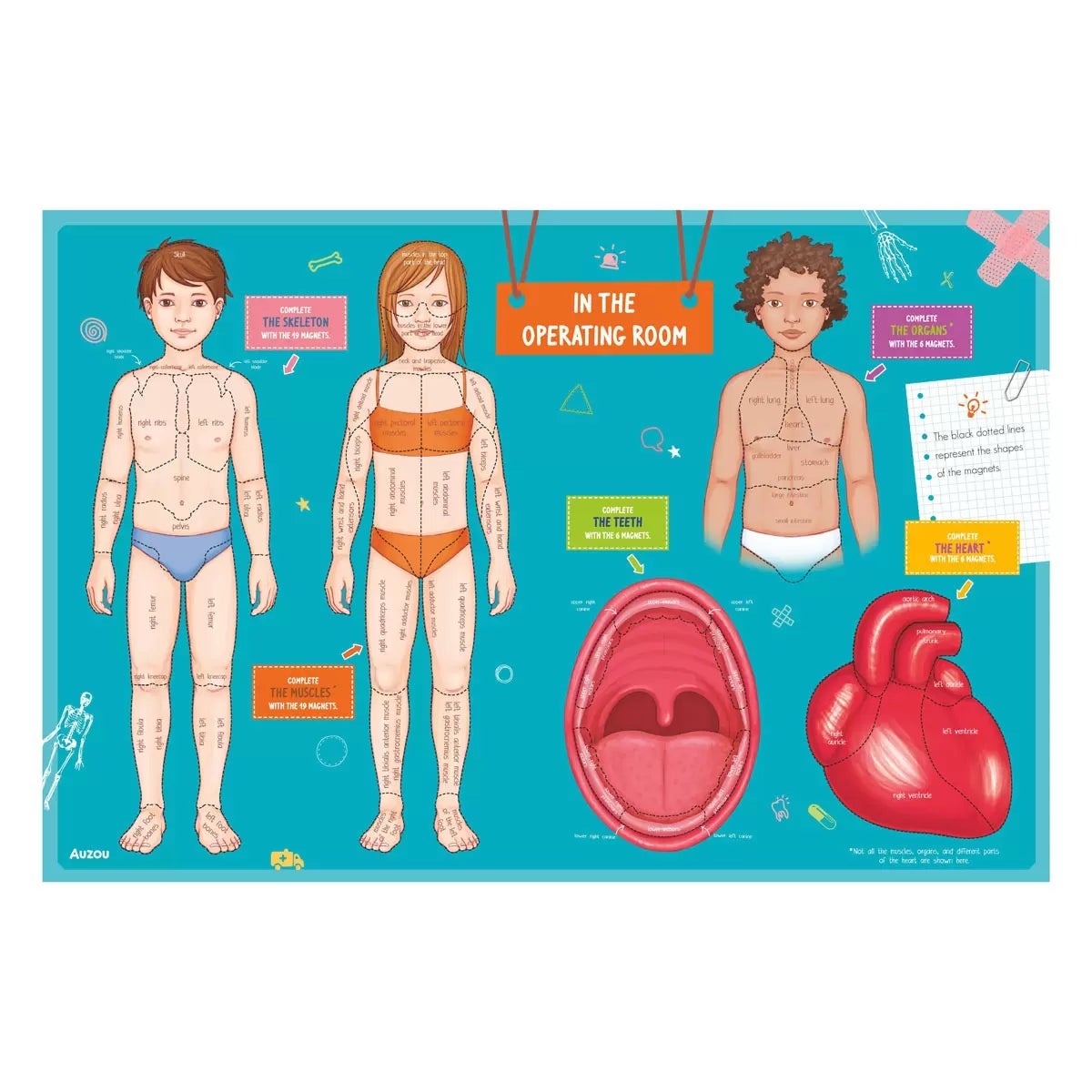 Magnetic Boxes in 3 Options: Human Body, Dinosaurs, Space, view 13