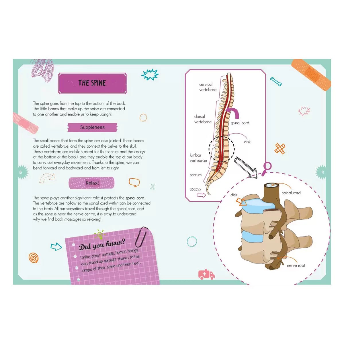 Magnetic Boxes in 3 Options: Human Body, Dinosaurs, Space, view 18