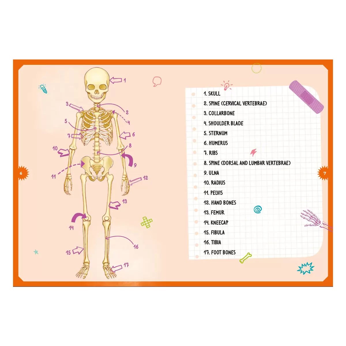 Magnetic Boxes in 3 Options: Human Body, Dinosaurs, Space, view 17