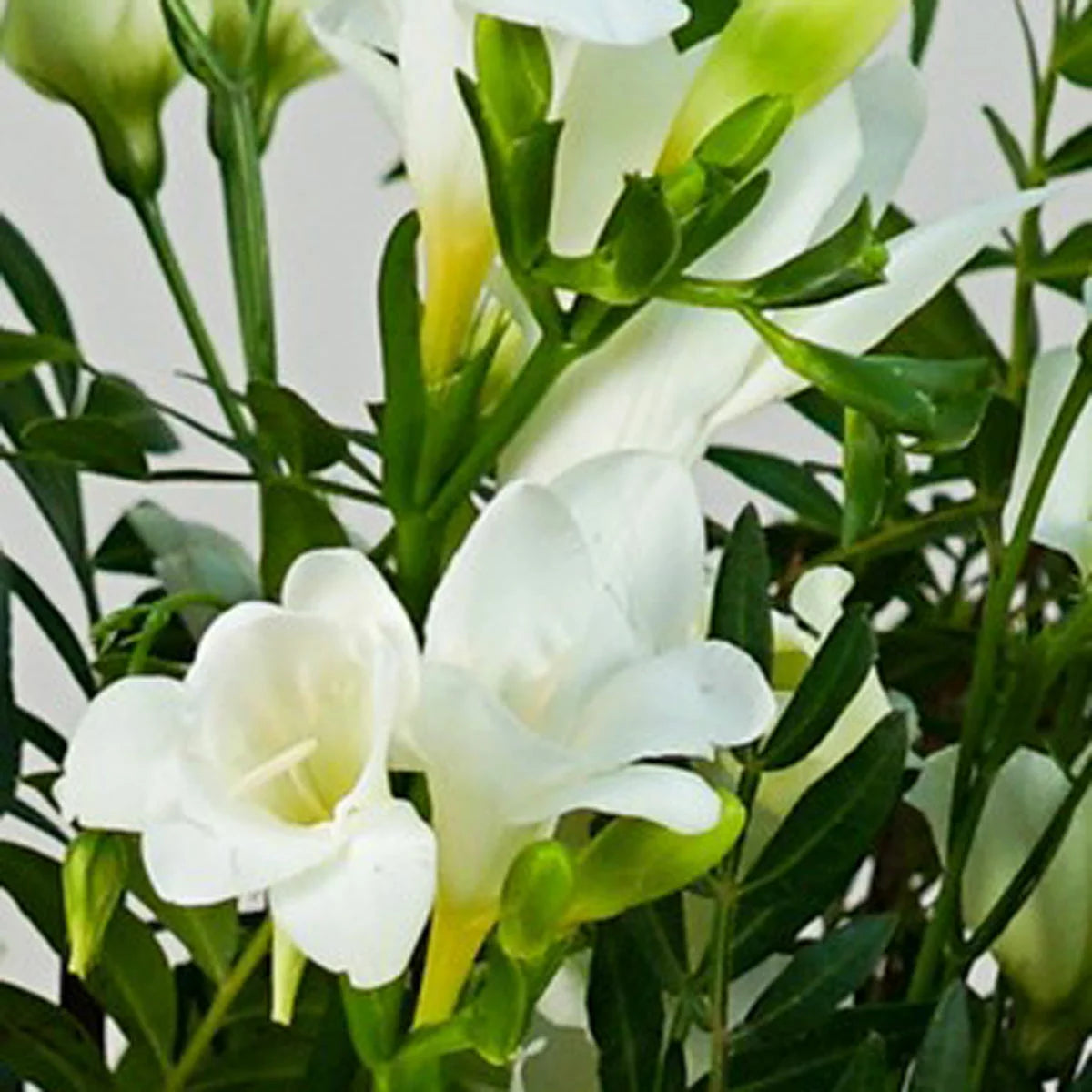 21 Stem White Embrace Mixed Flower Bouquet