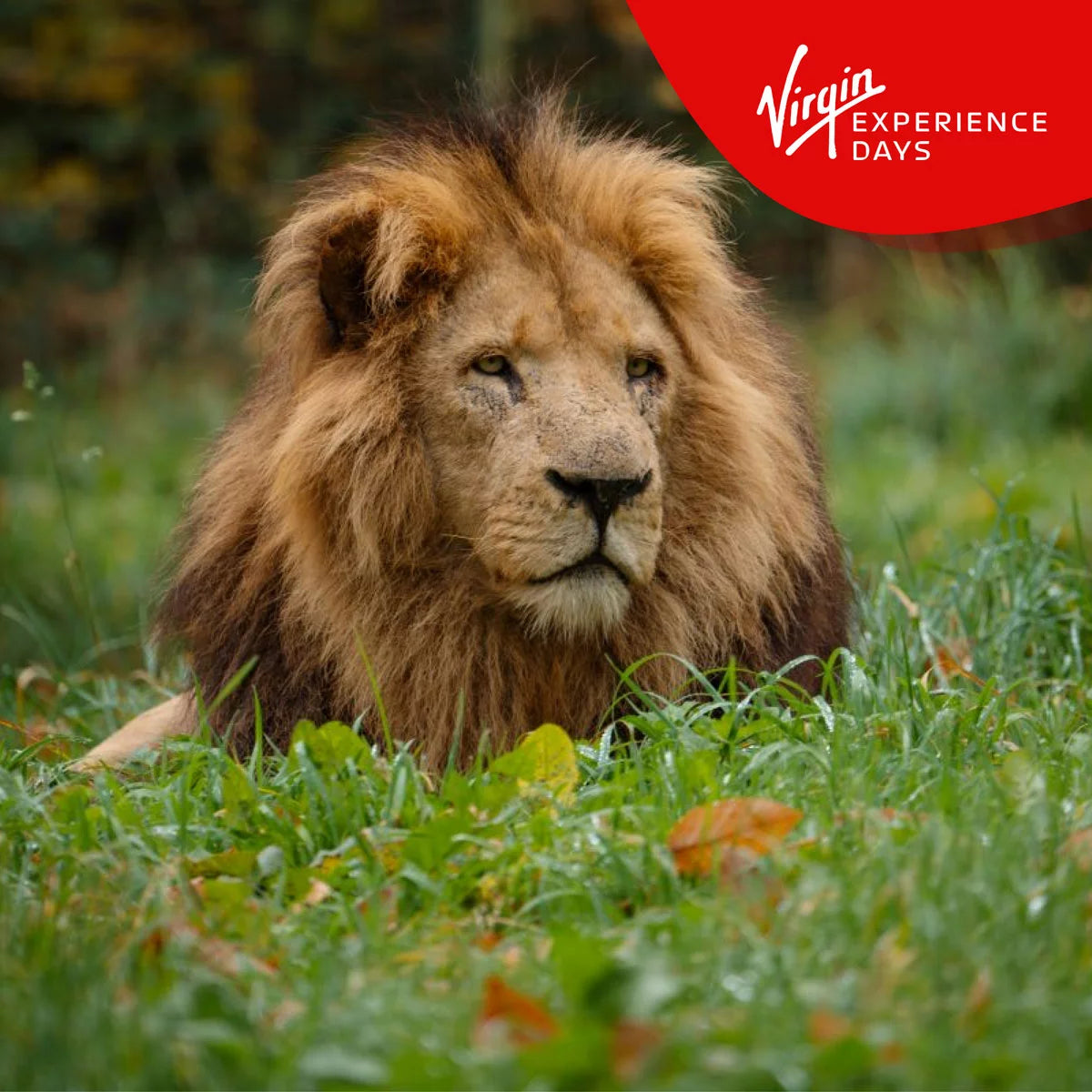 Virgin Experience Days Longleat Lion VIP Encounter with Park Admission For Two