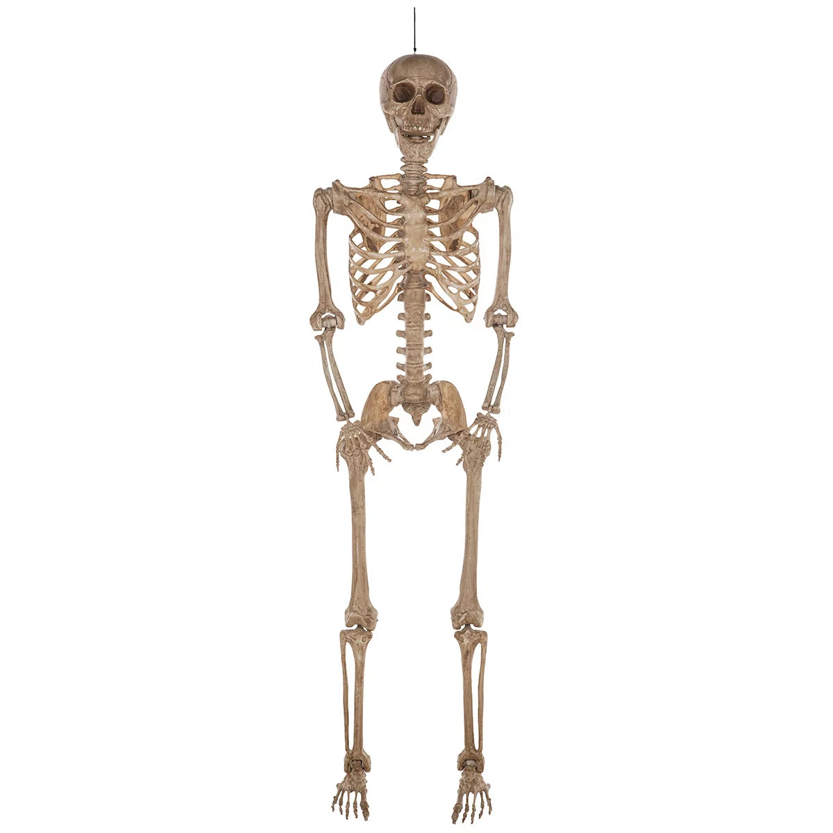 Halloween 7ft (2.1m) Poseable Skeleton